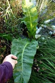 Attēlu rezultāti vaicājumam “Rumex aquaticus”