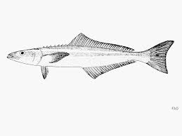 Image result for Rachycentron canadum