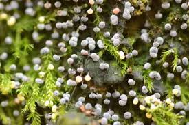 Attēlu rezultāti vaicājumam “Diderma chondrioderma macro”