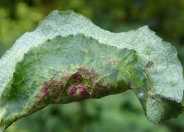 Attēlu rezultāti vaicājumam “Thecabius affinis”