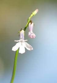 Attēlu rezultāti vaicājumam “Lobelia dortmanna flower”