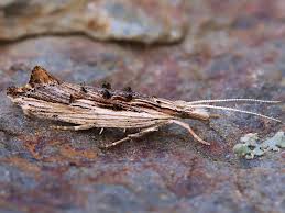 Attēlu rezultāti vaicājumam “Ypsolopha scabrella”