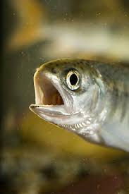 Image result for Oncorhynchus kisutch