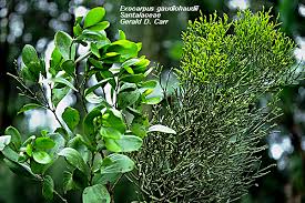 Attēlu rezultāti vaicājumam “Santalaceae”