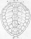 Order I. Chelonia. Continued