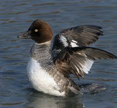 Attēlu rezultāti vaicājumam “Bucephala clangula female”