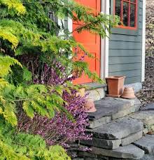 Attēlu rezultāti vaicājumam “Daphne mezereum”