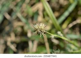 Attēlu rezultāti vaicājumam “Carex sylvatica flower”