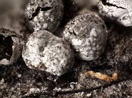 Attēlu rezultāti vaicājumam “Diderma spumarioides”