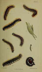 Attēlu rezultāti vaicājumam “Malacosoma castrensis larva”