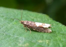 Attēlu rezultāti vaicājumam “Epinotia trigonella”