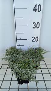 Attēlu rezultāti vaicājumam “Antennaria dioica fruit”