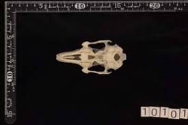 Attēlu rezultāti vaicājumam “Lepus sp.”