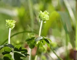 Attēlu rezultāti vaicājumam “Adoxa moschatellina flower”
