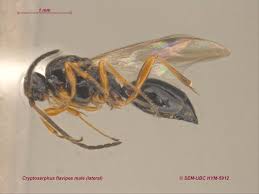 Attēlu rezultāti vaicājumam “Prociphilus xylostei”