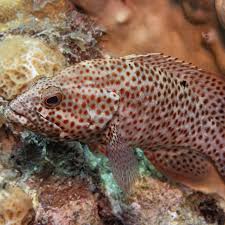 Image result for Cephalopholis cruentata