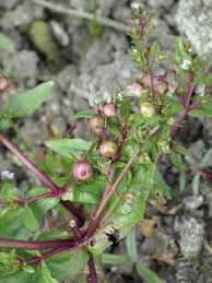 Attēlu rezultāti vaicājumam “Veronica anagallis-aquatica fruit”