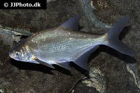 Image result for Abramis brama