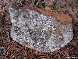 Attēlu rezultāti vaicājumam “Lepraria incana”