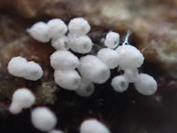 Attēlu rezultāti vaicājumam “Henningsomyces candidus”