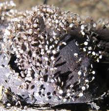 Attēlu rezultāti vaicājumam “Physarum pezizoideum”