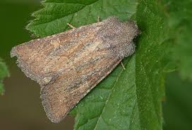 Attēlu rezultāti vaicājumam “Chortodes fluxa”