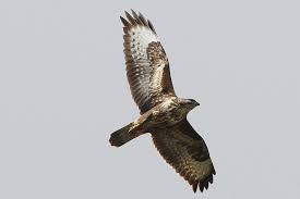 Attēlu rezultāti vaicājumam “Buteo buteo”