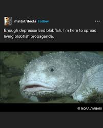 Image result for blobfish