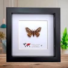 Attēlu rezultāti vaicājumam “Saturnia pavonia cocoon”