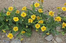 Image result for Arnica montana