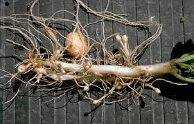 Attēlu rezultāti vaicājumam “Solanum tuberosum”