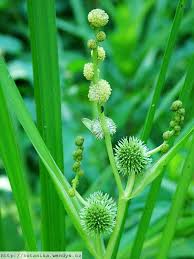 Attēlu rezultāti vaicājumam “Sparganiaceae”