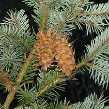 Attēlu rezultāti vaicājumam “Pseudotsuga menziesii fruit”