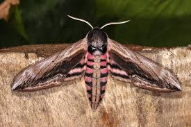 Attēlu rezultāti vaicājumam “Sphinx ligustri”