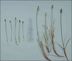 Attēlu rezultāti vaicājumam “Eleocharis quinqueflora”