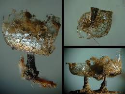 Attēlu rezultāti vaicājumam “Cribraria ferruginea spores”