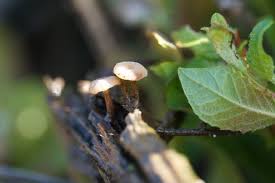 Attēlu rezultāti vaicājumam “Cudoniella clavus”