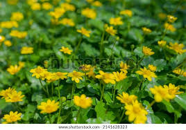 Attēlu rezultāti vaicājumam “Ranunculus auricomus flower”