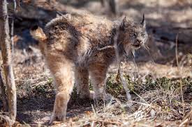 Afbeeldingsresultaat voor lynx