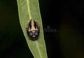 Attēlu rezultāti vaicājumam “Adalia bipunctata larva”
