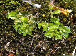 Attēlu rezultāti vaicājumam “Moerckia hibernica”