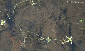 Attēlu rezultāti vaicājumam “Callitriche verna flower”