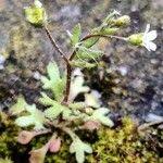 Attēlu rezultāti vaicājumam “Saxifraga tridactylites fruit”