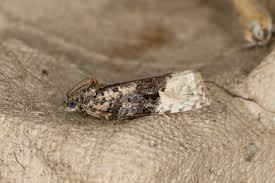 Attēlu rezultāti vaicājumam “Apotomis betuletana”