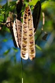 Attēlu rezultāti vaicājumam “Gleditsia triacanthos fruit”