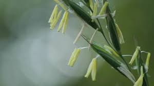 Attēlu rezultāti vaicājumam “Elytrigia repens flower”