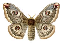 Attēlu rezultāti vaicājumam “Carterocephalus silvicolus underside”