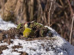 Attēlu rezultāti vaicājumam “Picus viridis nest”