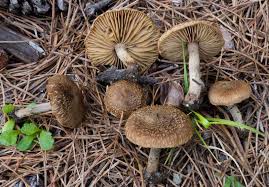 Attēlu rezultāti vaicājumam “Inocybe lanuginosa”