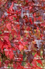 Attēlu rezultāti vaicājumam “Acer tataricum subsp. ginnala”